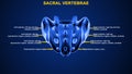 What is the function of sacral vertebrae